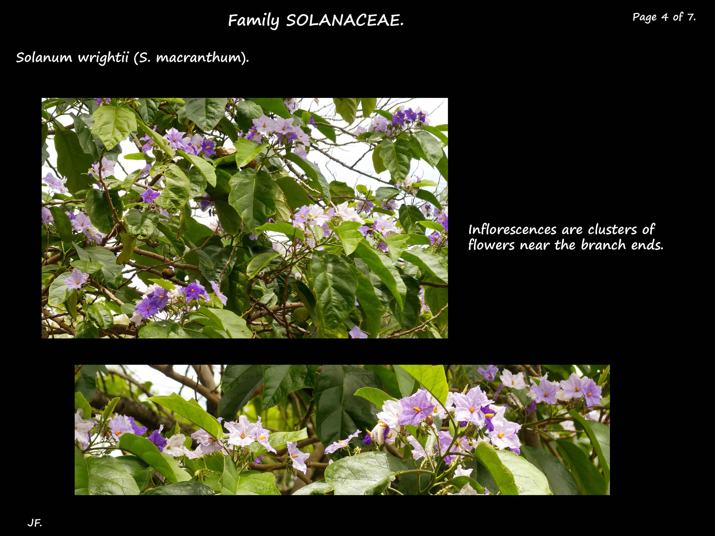 4 Solanum wrightii flowering